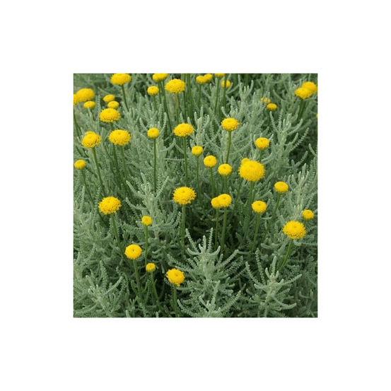 Santoline pinnata lot de 5 godets