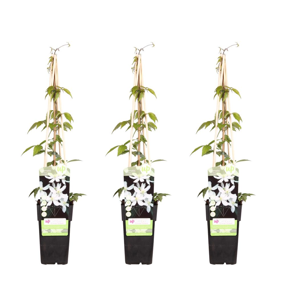 Lot de 3 - clematis montana 'grandiflora' - h65 cm - ø15 cm - plante d'extérieur