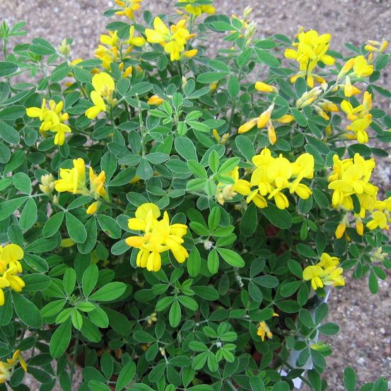 Genêt 'porlock' pot de 2l/3l