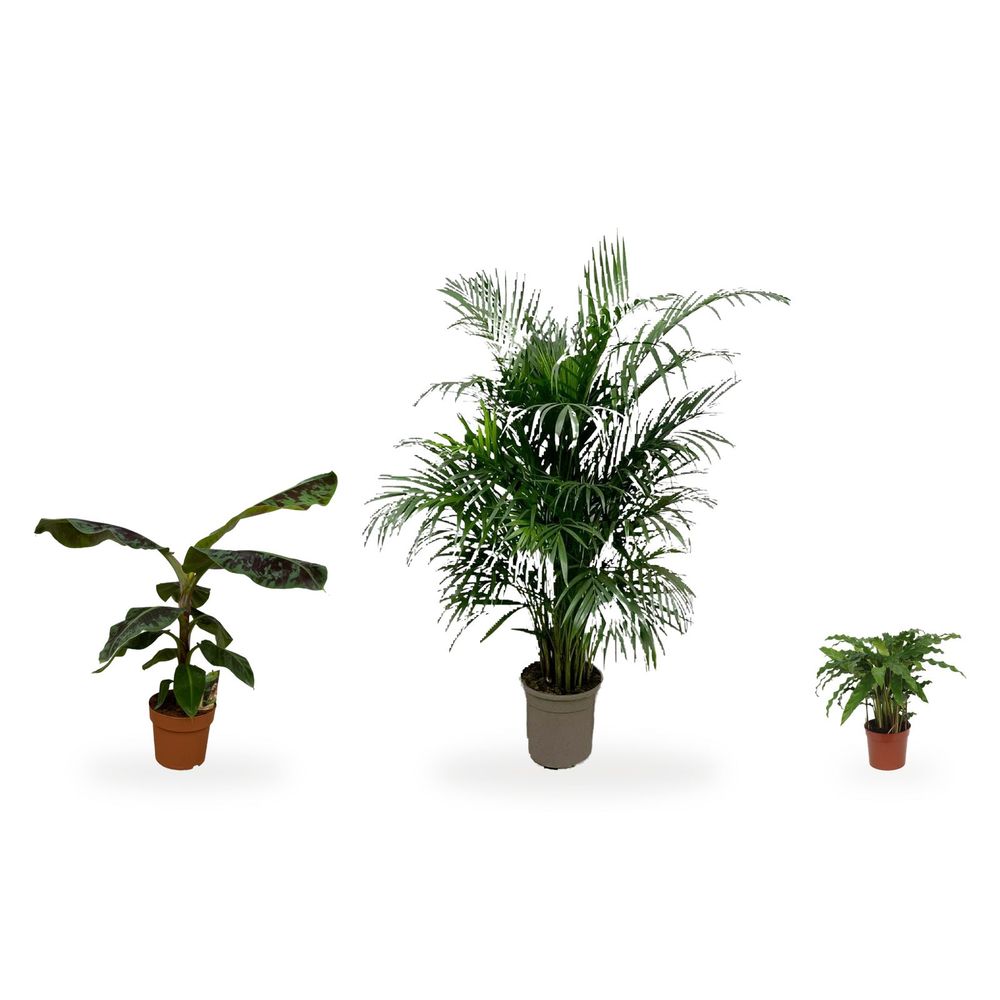 Palmier areca, coin tropical — areca, musa & calathea bluegrass — lot de 3 plantes