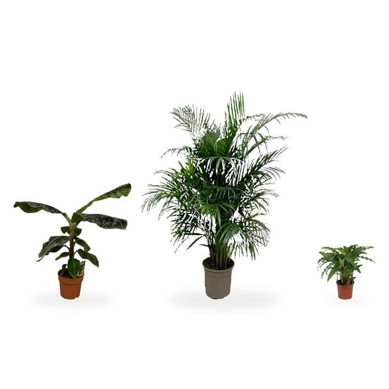 Palmier areca, coin tropical — areca, musa & calathea bluegrass — lot de 3 plantes