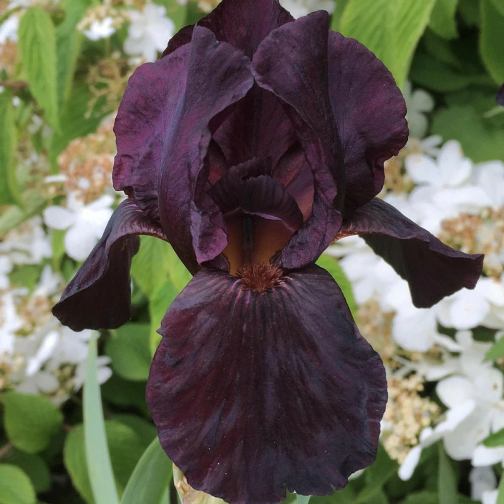 Iris des jardins sable night pot de 1 litre