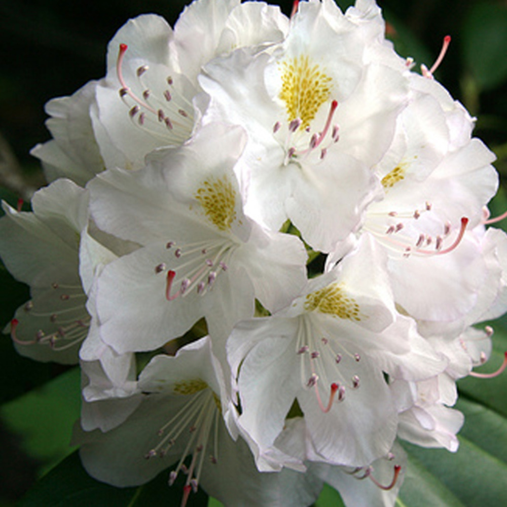 Rhododendron 'madame masson' 40-50 cm pot fleurs blanches à cœur jaune