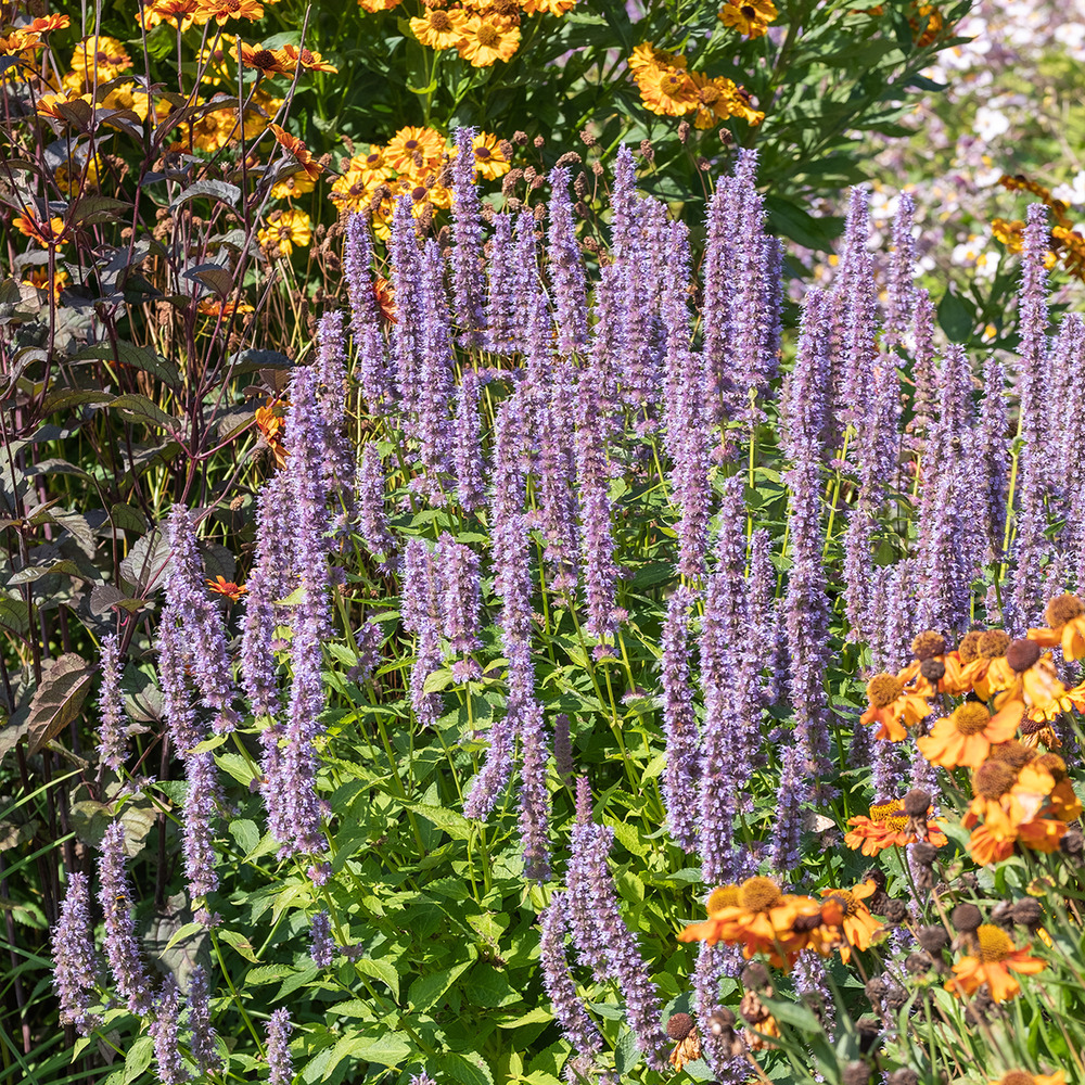 Set van 6 - agastache blue fortune - dropplant - h. 10-20 cm