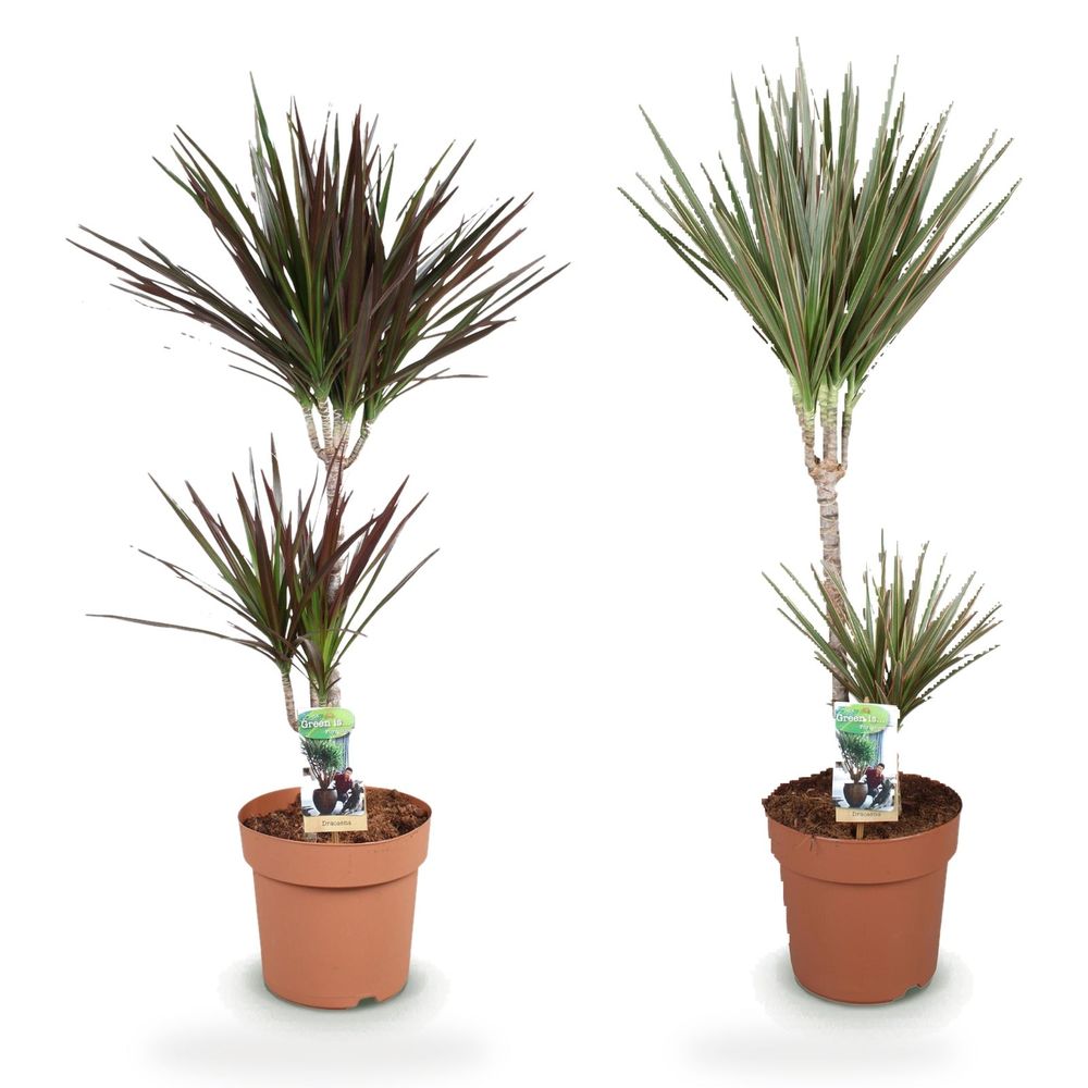 Duo dragonniers xl — dracaena magenta & marginata bicolor