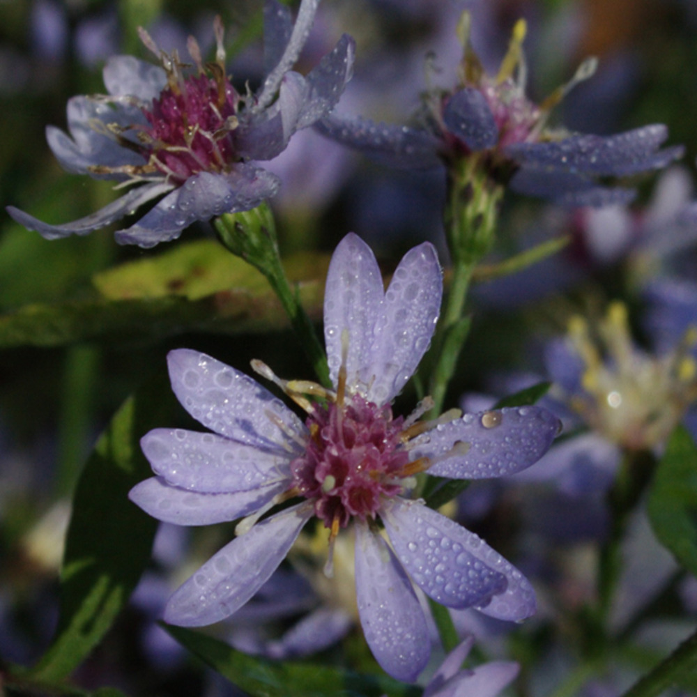 Aster à feuilles en coeur 'ideal' godet de 8/9 cm