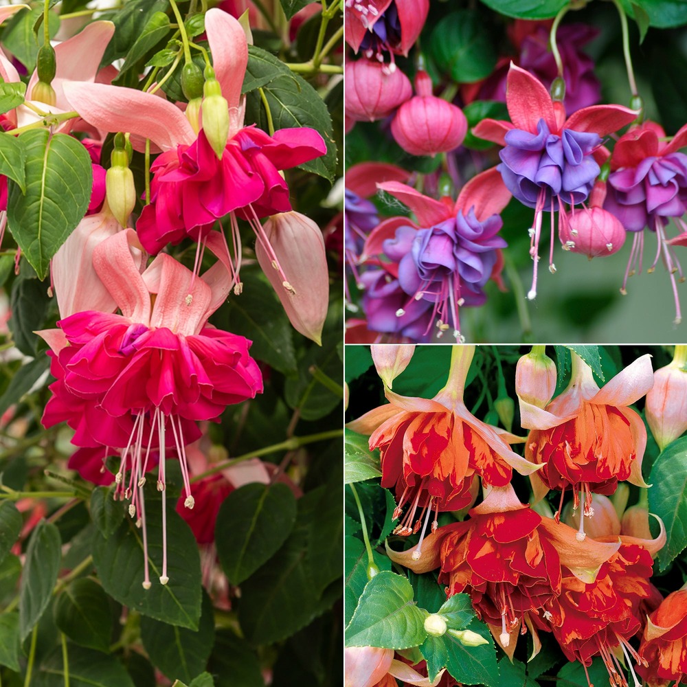 6 fuchsias en mélange - les 6 pots / ø 9cm, vendu par lot de 2