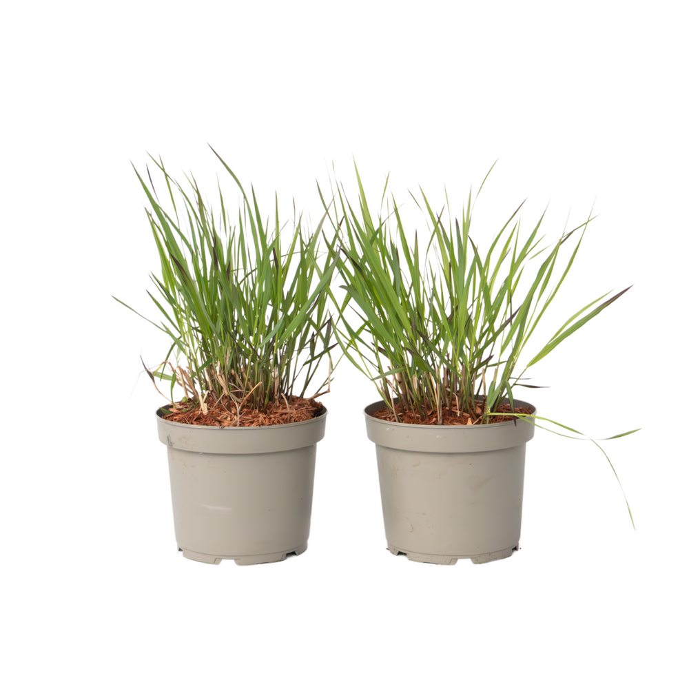 Herbe aux doigts - lot de 2 - panicum virgatum 'squaw' - h40-60cm - ⌀23cm