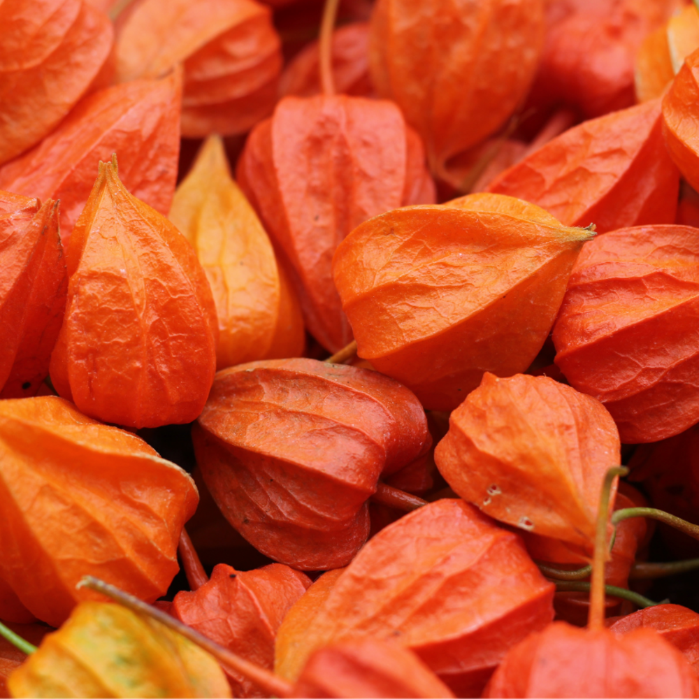 Plant coqueret du perou en pot