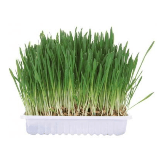 Herbe à chat