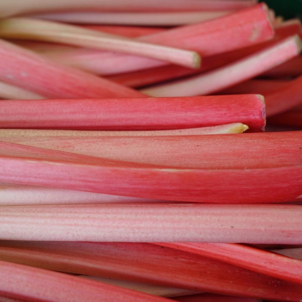 Graines de rhubarbe des jardins victoria - vilmorin sachet