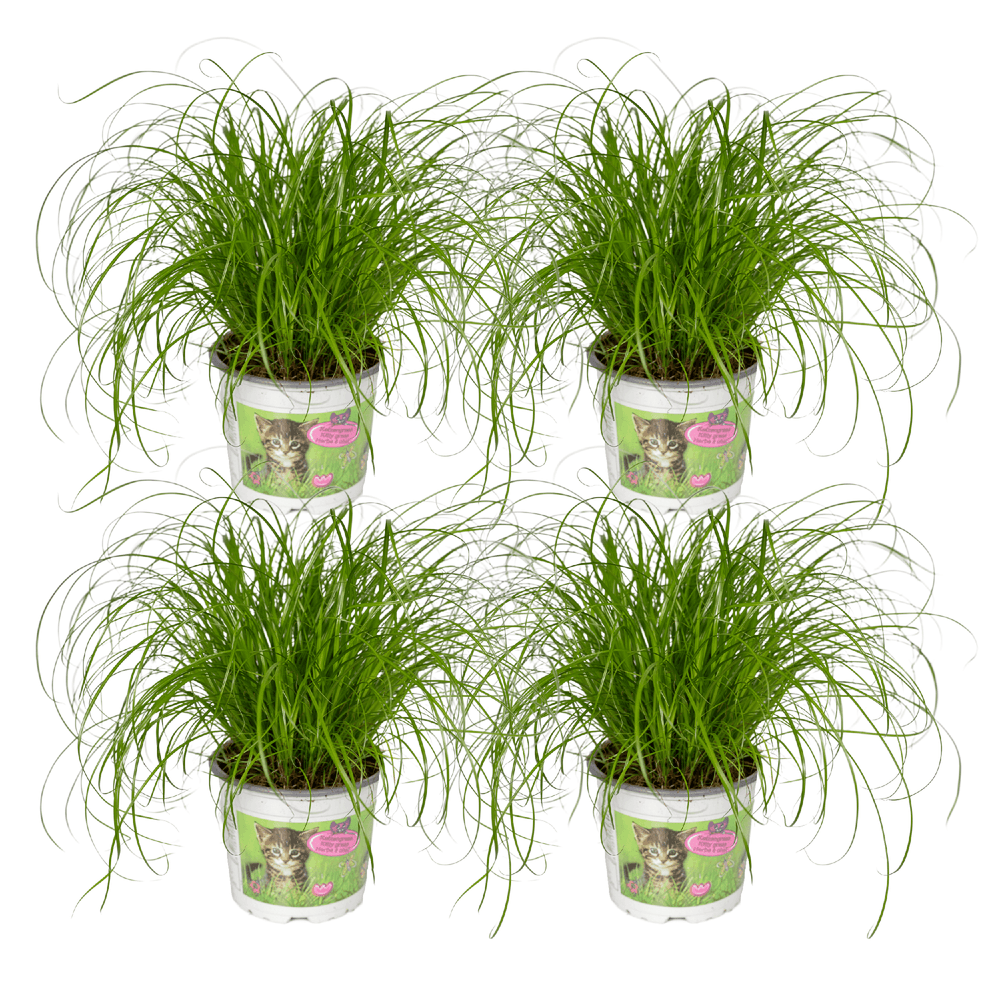 Cyperus alternifolius (herbe à chat) - 4 pièces - ø12cm - ↕20cm - plantes d'intérieur