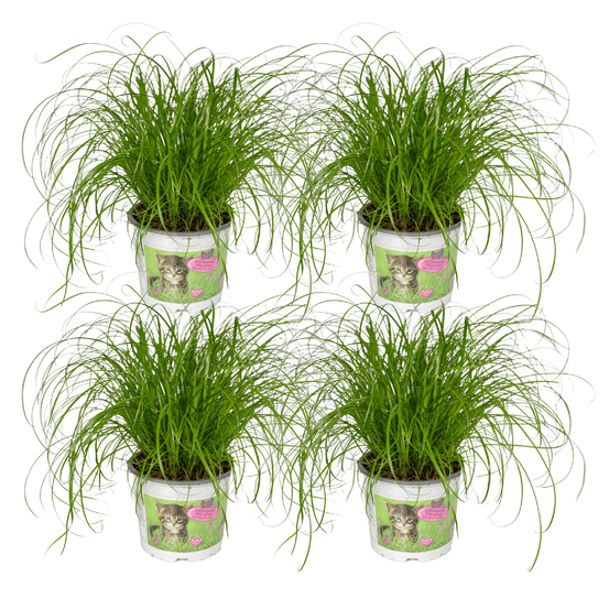 Cyperus alternifolius (herbe à chat) - 4 pièces - ø12cm - ↕20cm - plantes d'intérieur