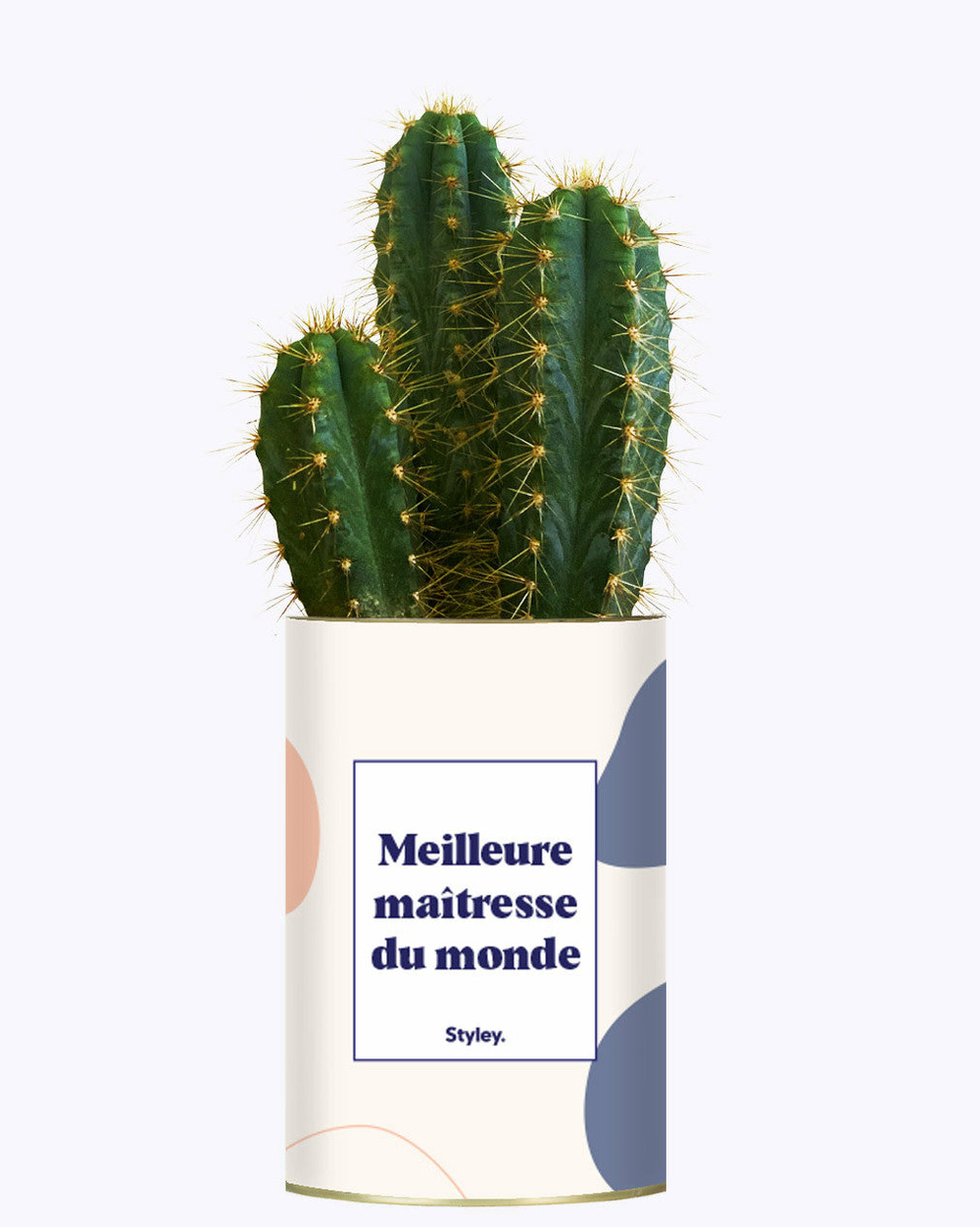 Plante facile à entretenir - meilleure maîtresse du monde - cactus