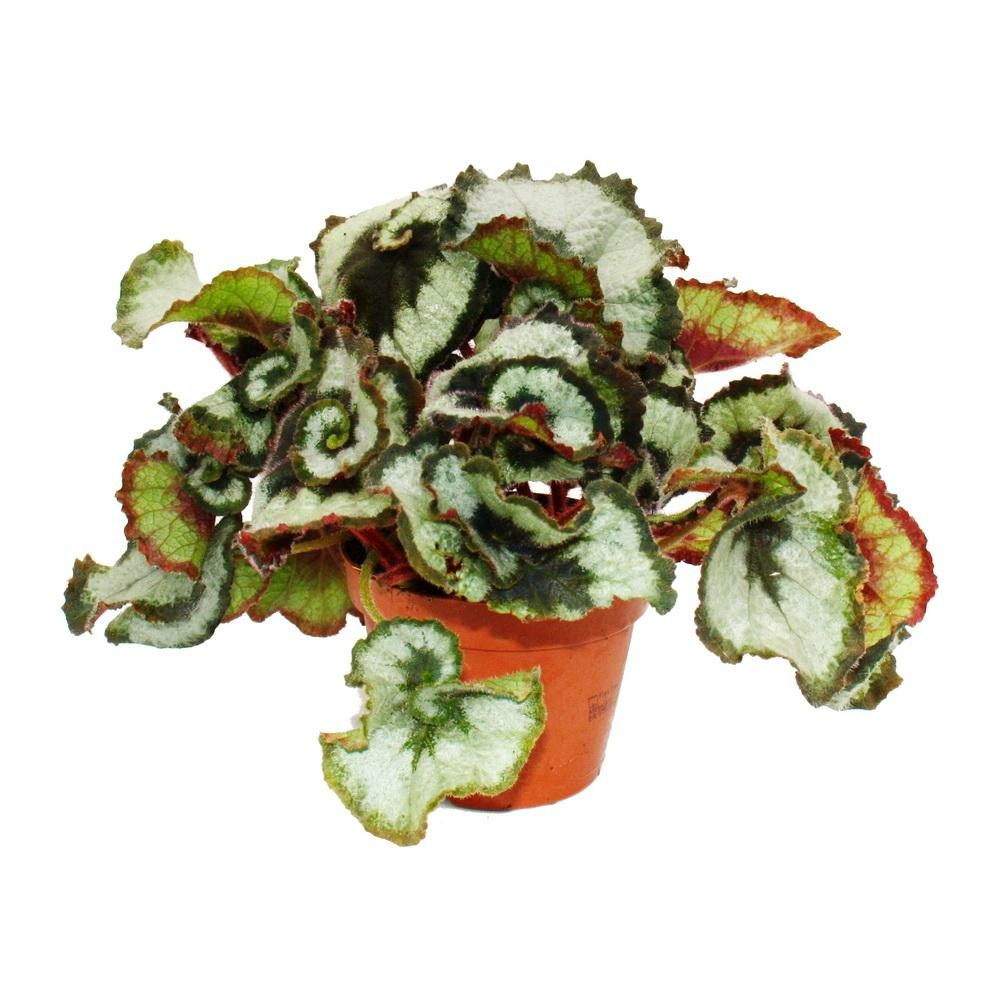 Bégonia feuillage princesse de hanovre - bégonia royal - bégonia escargot - 12cm