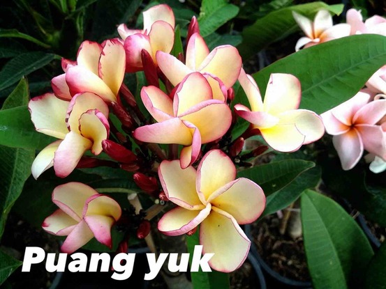 Plumeria rubra