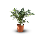 Eucalyptus gunnii - arbuste persistant - ↕70-80 cm - ⌀ 23 cm - plante d'extérieur