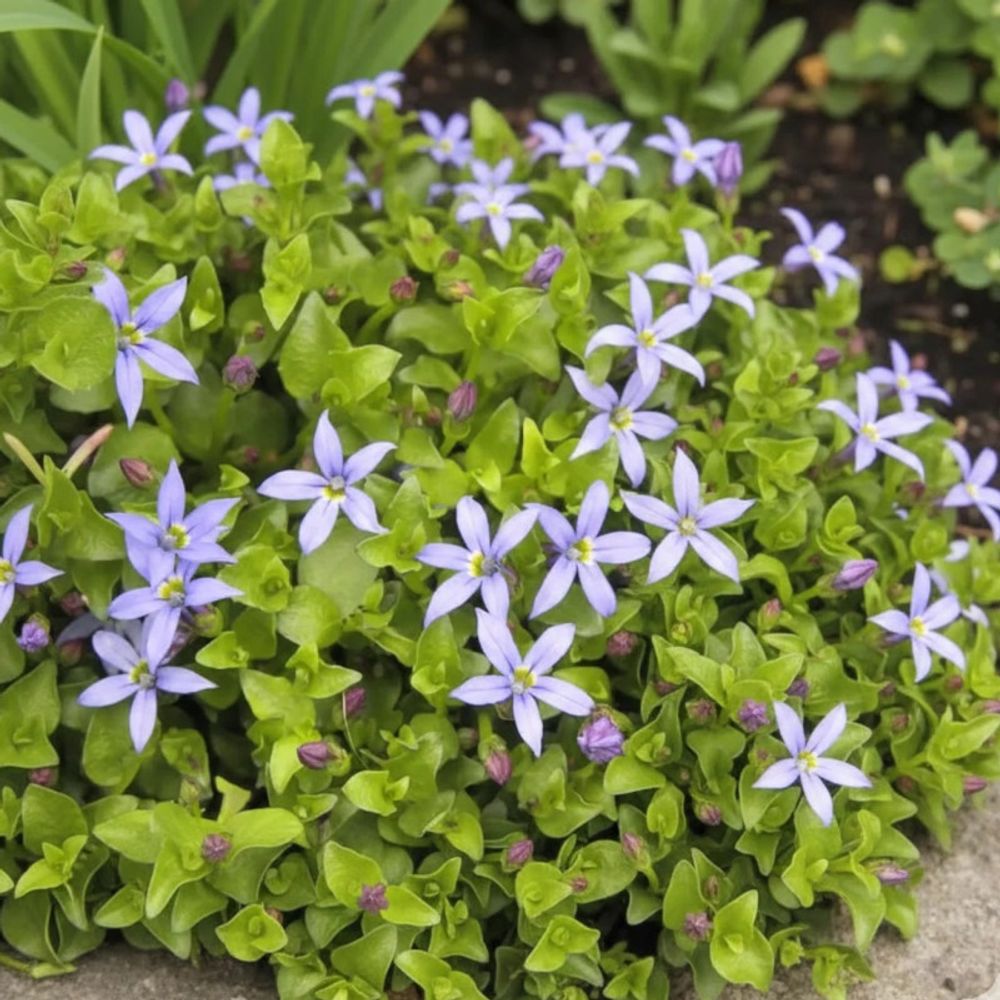 Pratia pedunculata lot de 5 godets