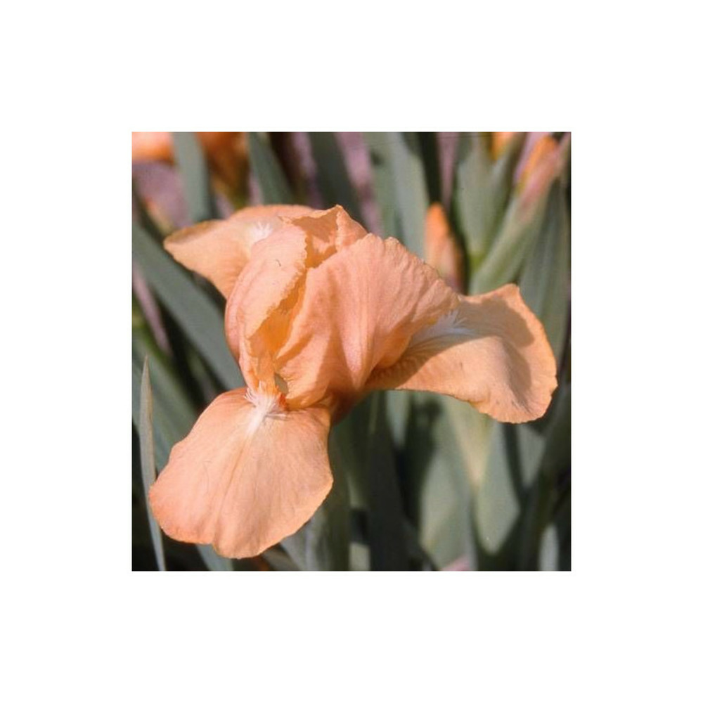 Iris nain lilliput melon honey lot de 5 godets
