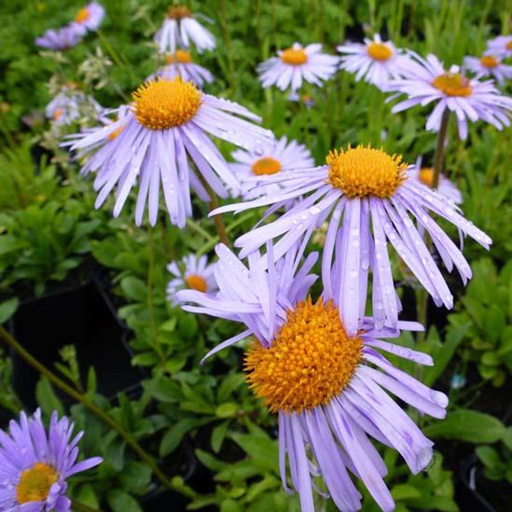 Aster de printemps 'wartburgstern' godet de 8/9 cm