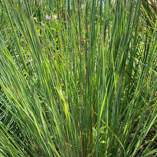 Schizachyrium standing ovation pot de 3l - touffe