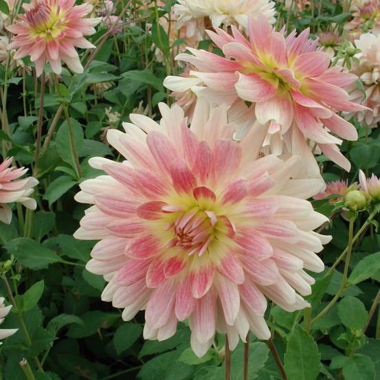 Dahlia gpe décoratif 'tropical sunset' bulbe calibre i