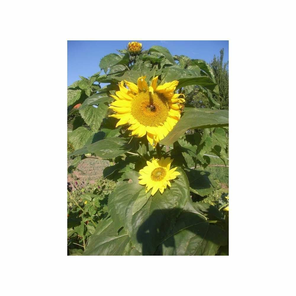 Soleil tournesol géant jaune coeur noir