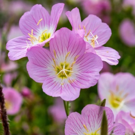 Graines de fleurs oenothera biennis 3500 grains * 5 sachets