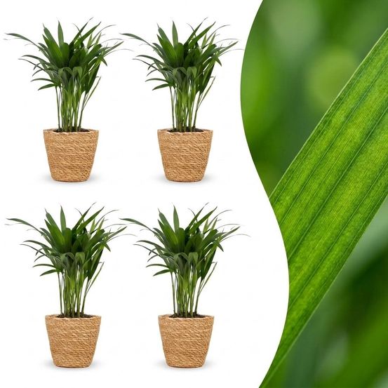 Areca lutescens - palmier areca - pot de 12cm - plantes d'intérieur