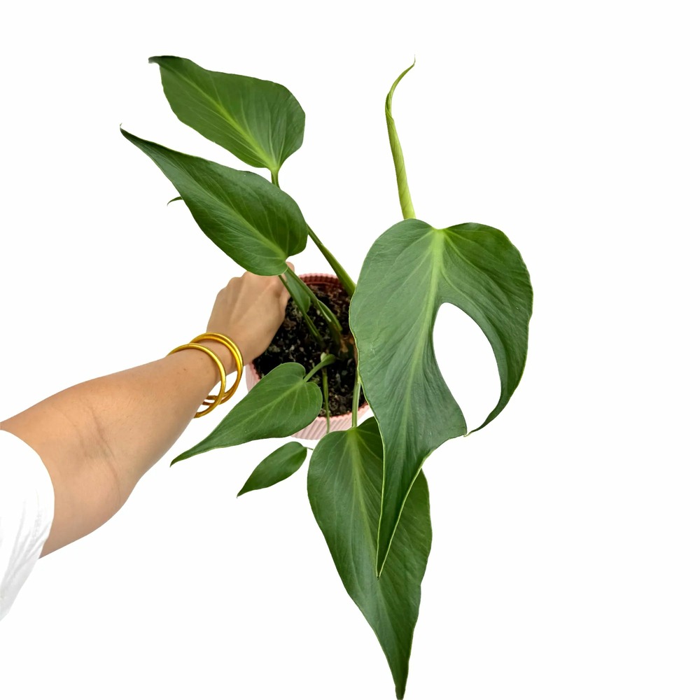 Monstera burle marx flame - pot de 15cm