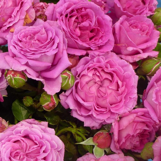 Rosier à fleurs groupées 'claire marshall ' pot de 2l/3l