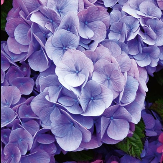 Hortensia bleu - le godet