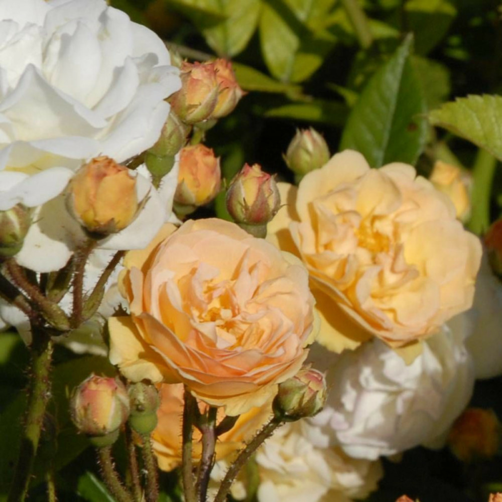 Rosier arbustif ghislaine de feligonde pot de 3l - 20/40 cm