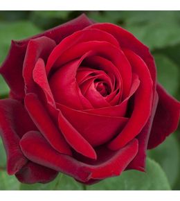 Rosier à grandes fleurs edith piaf® 'meiramboys' pot de 10 l - 1/2 tige
