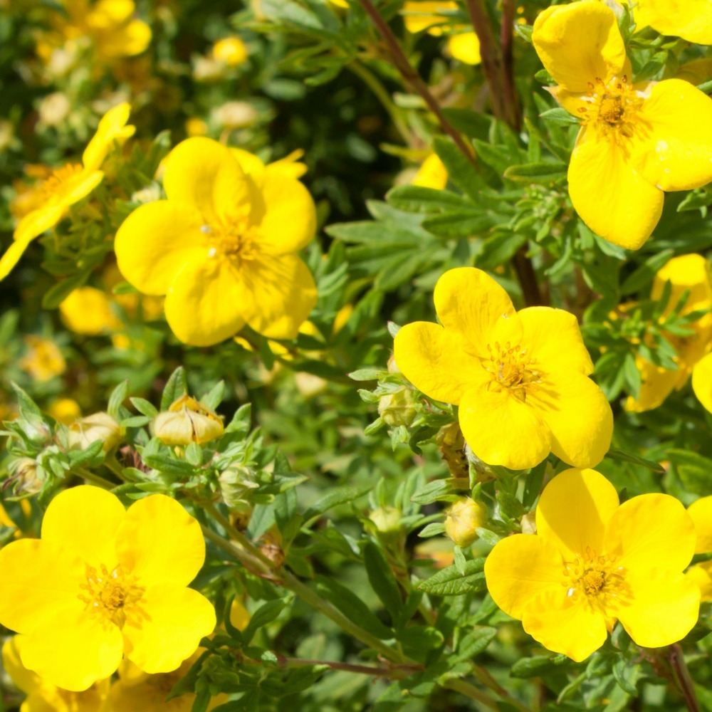 Potentille goldfinger - le pot / ø 9cm / hauteur livrée environ 15cm, vendu par lot de 6