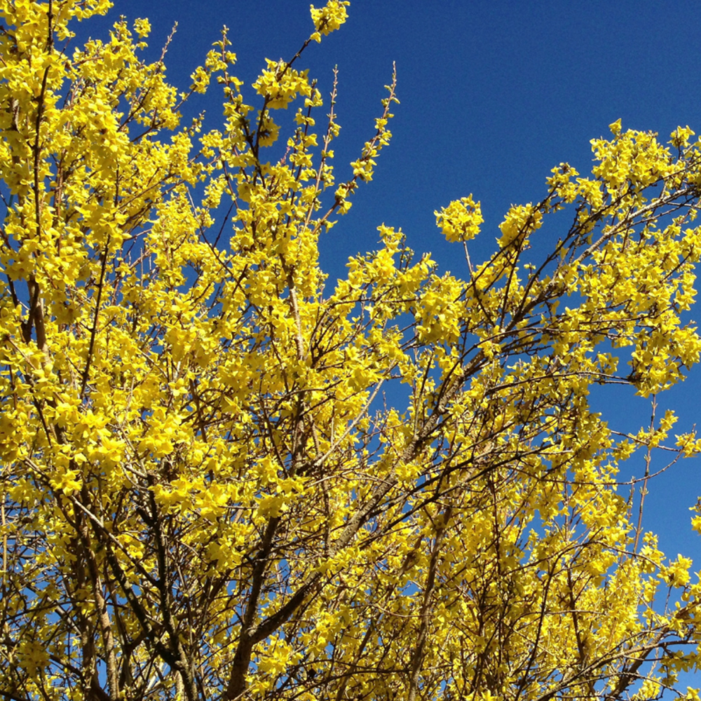 Forsythia minigold 3l