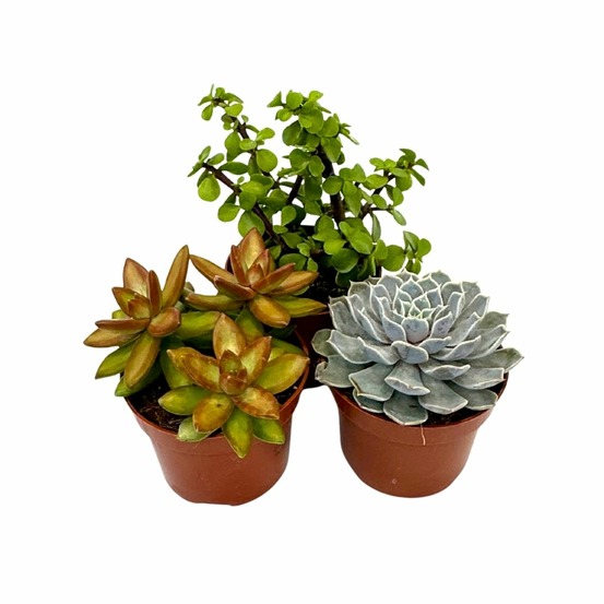 Mélange de succulentes - set de 3 - succulent mix - h15-20cm - ⌀10,5cm