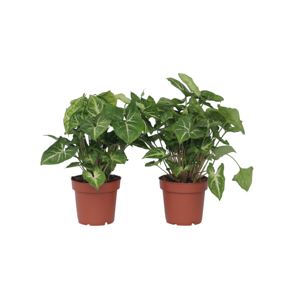 Patte-d'oie - set de 2 - syngonium podophyllum 'pixie' - hauteur 25-40cm - ⌀12cm