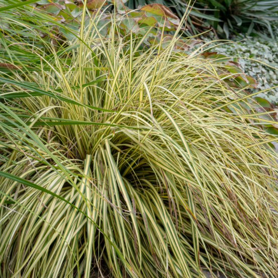 Laîche glauque - carex flacca 20 cm godet 9cm