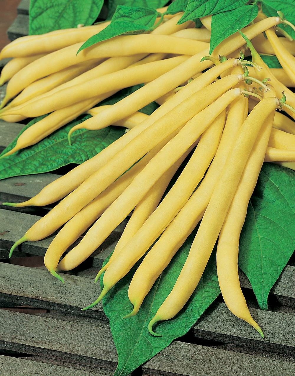 Haricot nain beurre fructidor - 150 g