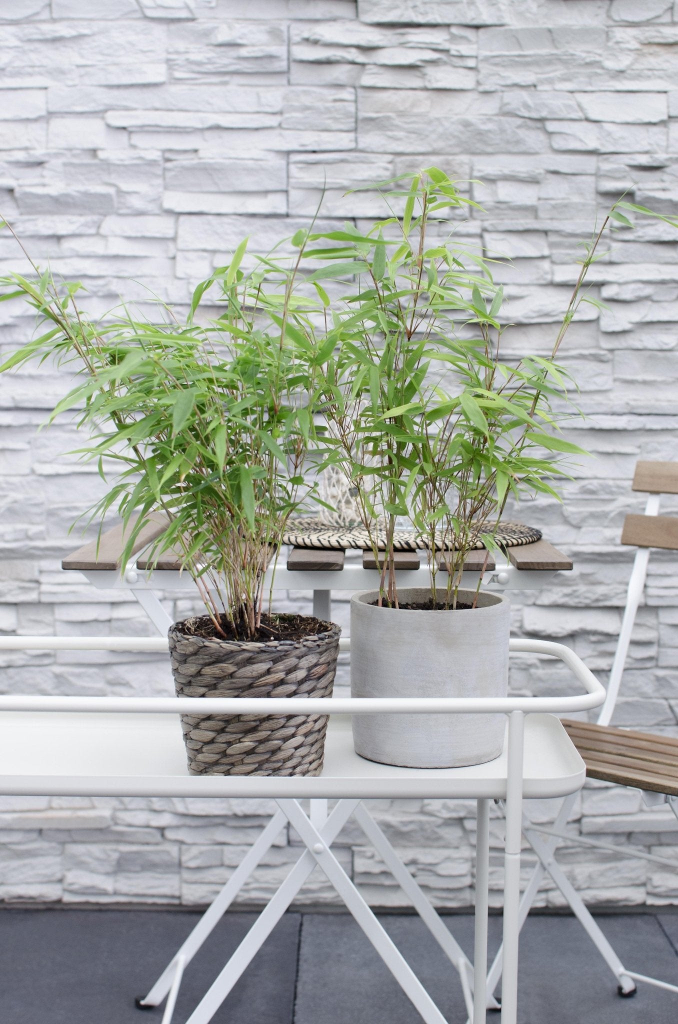 Fargesia rufa bambou - lot de 12 - ↨40cm - ø14 - plante d'extérieur