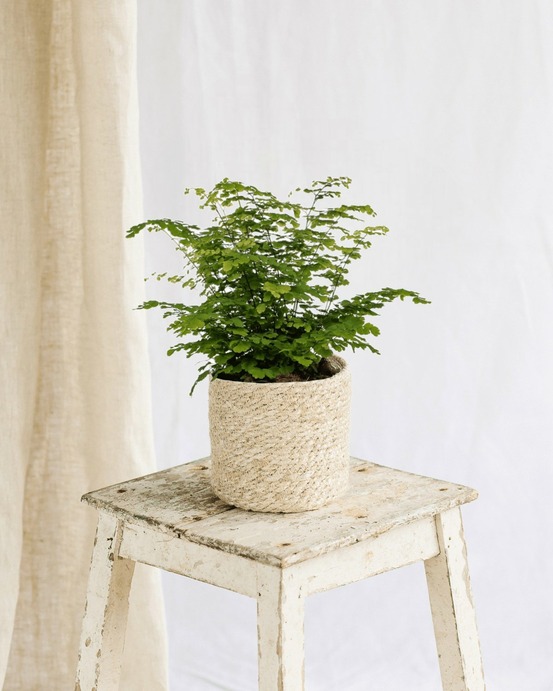 Adiantum fritz luthi 35cm - plante d'intérieur