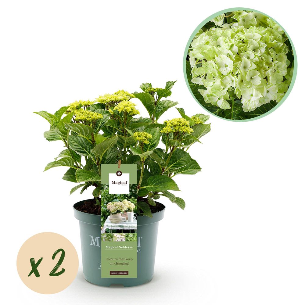 Hortensia magical nobless - lot de 2 - pot 23 cm - hauteur 55 cm - plante d'extérieur