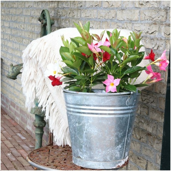 Dipladenia rose x 6