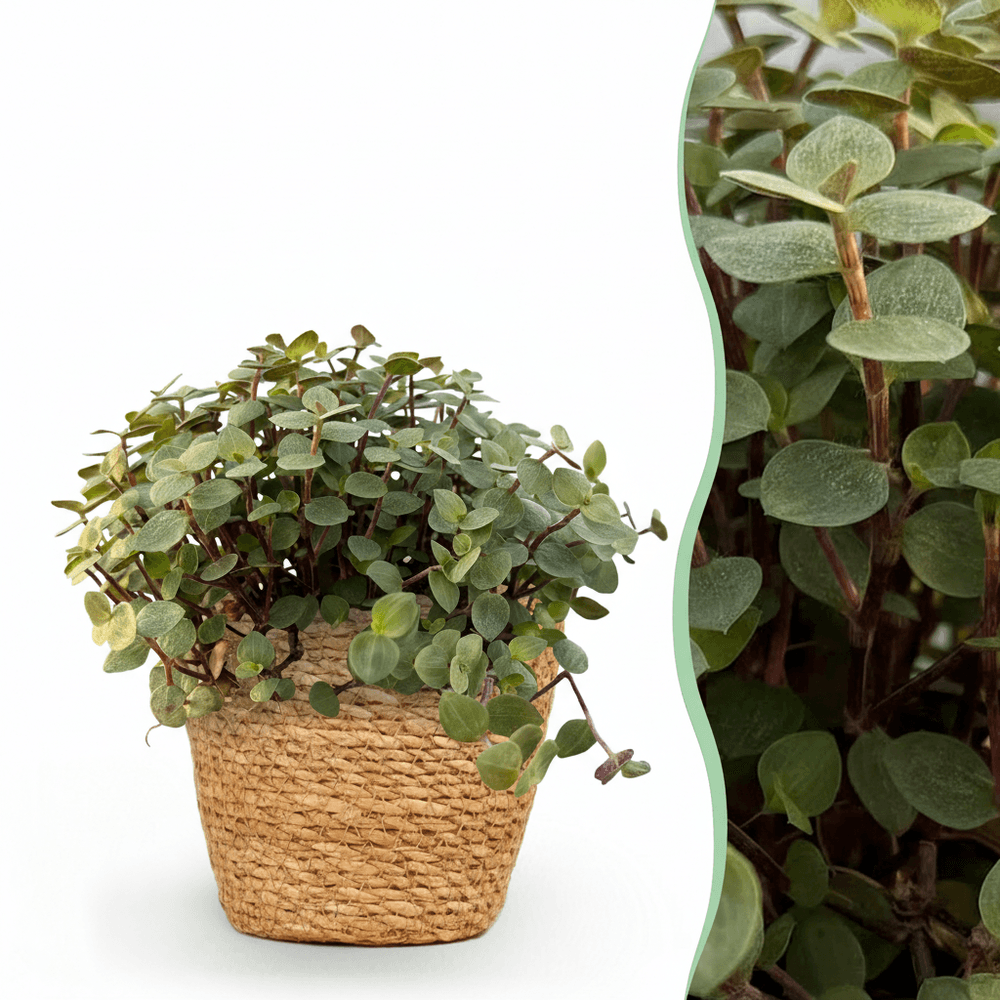 Calissia repens - pet-friendly - pot de 12cm - hauteur 17-20cm - plantes d'intérieur