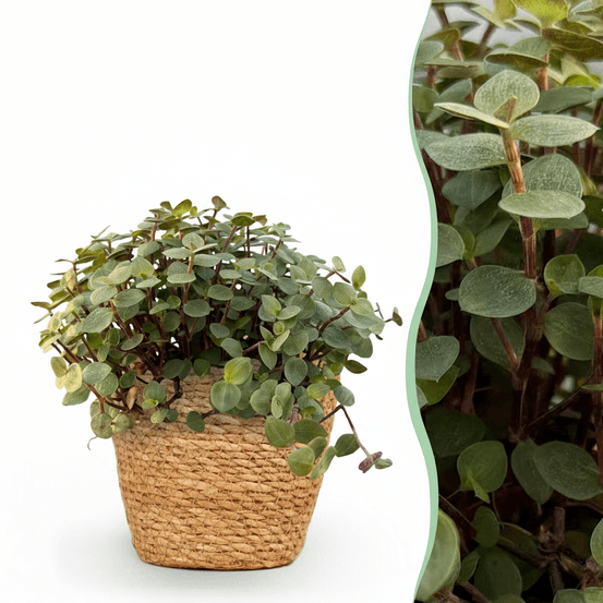 Calissia repens - pet-friendly - pot de 12cm - hauteur 17-20cm - plantes d'intérieur
