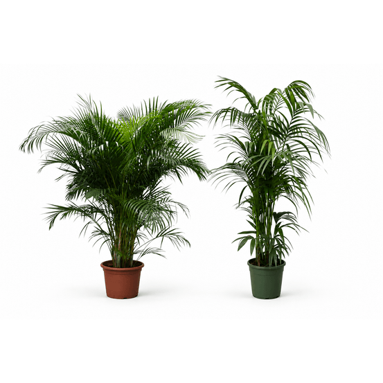 Palmeraie de salon — areca et kentia — lot de 2 plantes
