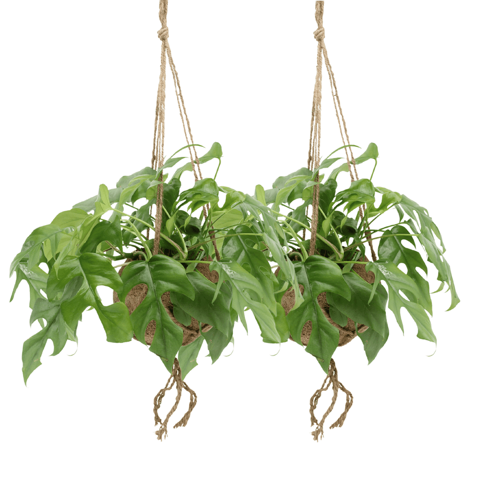 Kokodama monstera minima hang (plante à trous) - 2 stuks - ø15cm - ↕25cm - plantes d'intérieur