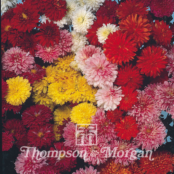 Chrysanthème des fleuristes 'fanfare improved f1' le sachet de 200 graines environ (0,1g)
