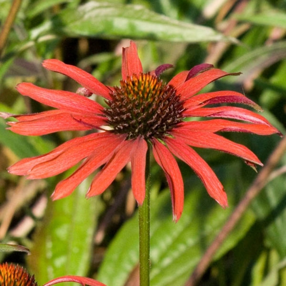 Rudbeckia pourpre 'hot summer' godet de 8/9 cm
